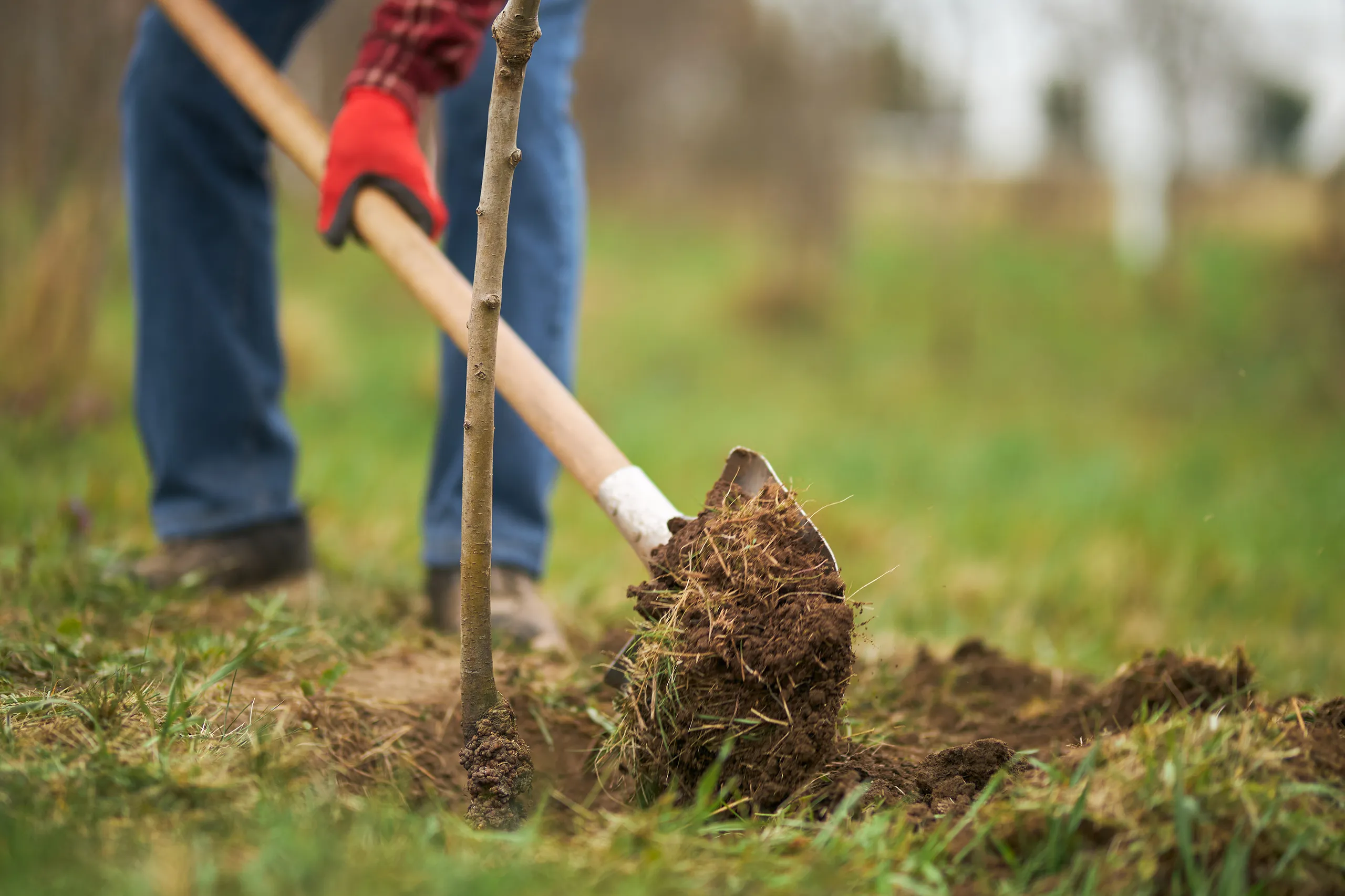 planting trees for the environment