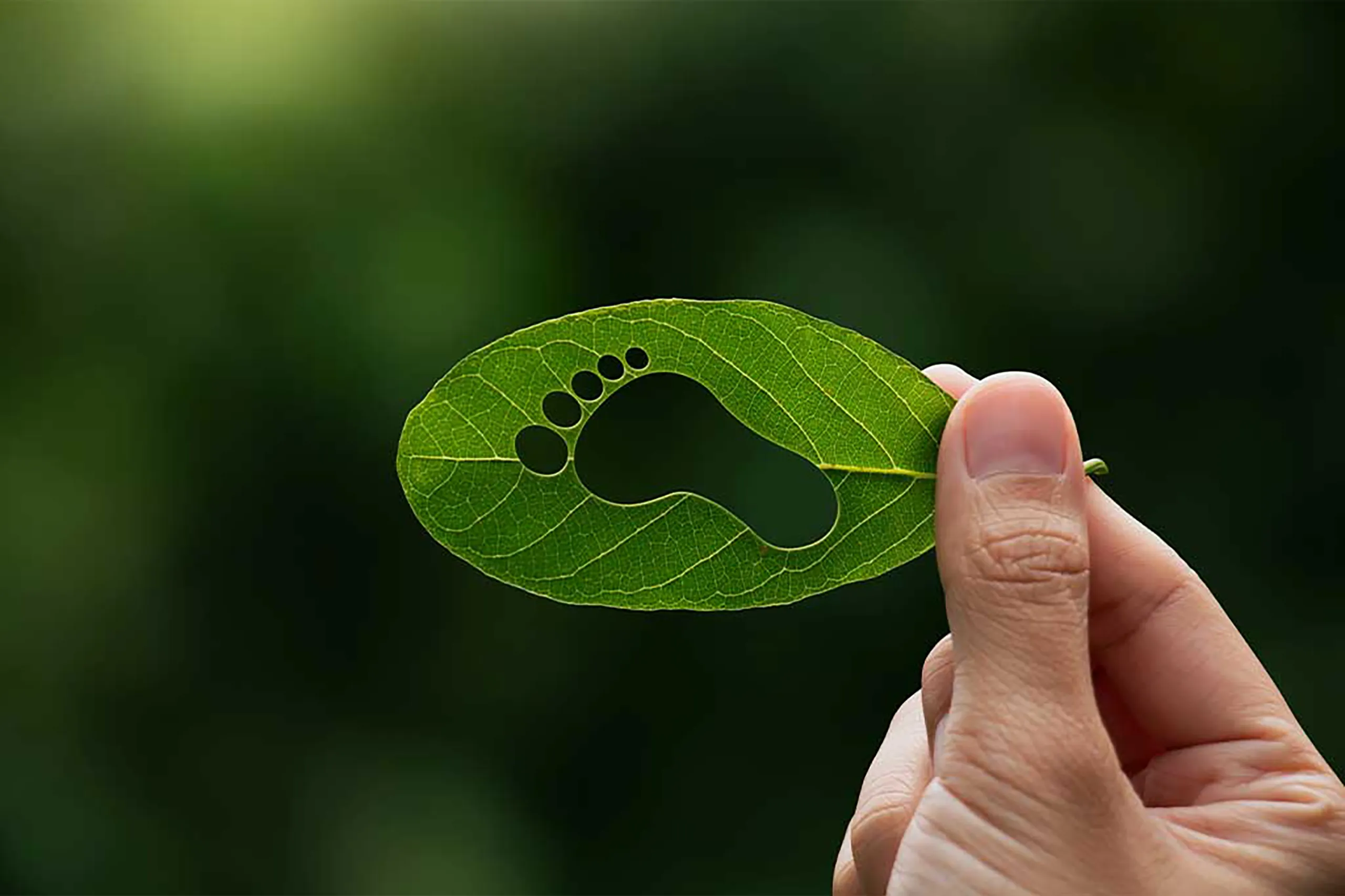 How to meet your company’s carbon footprint target