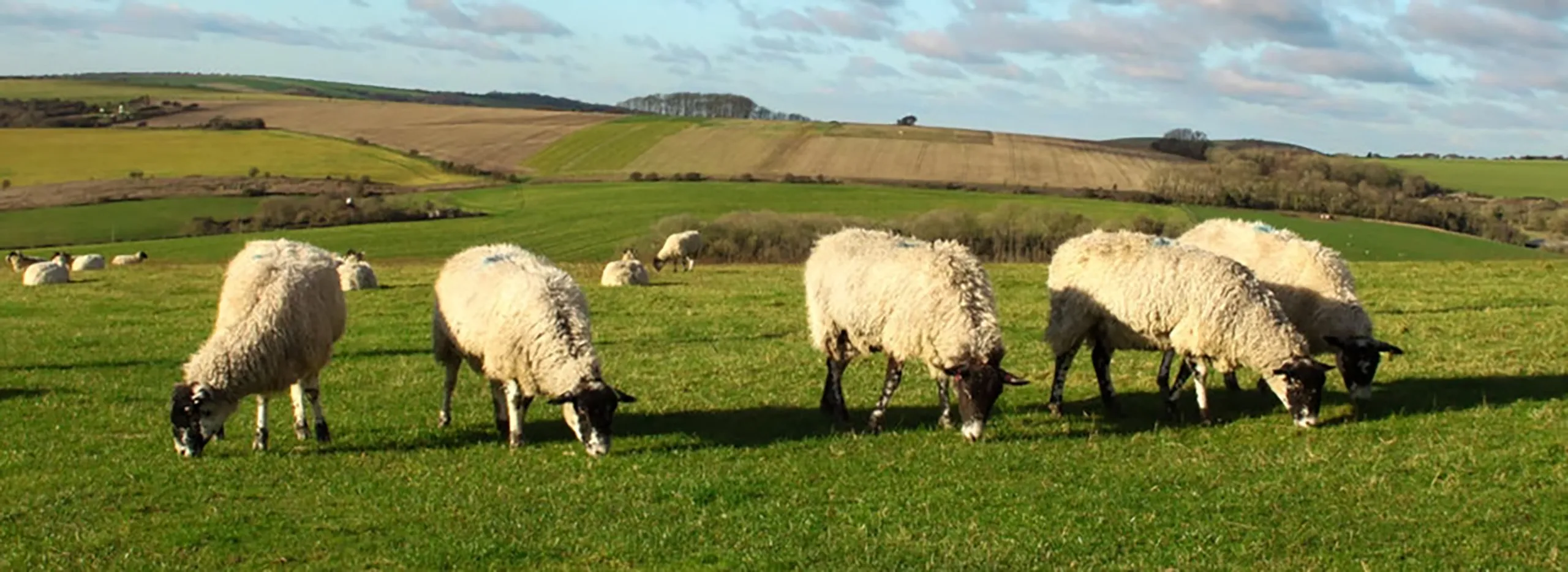 sheep grazing in a field